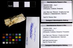 Foto (Objekt + Etiketten) von ? Laeviprosopon sp. 